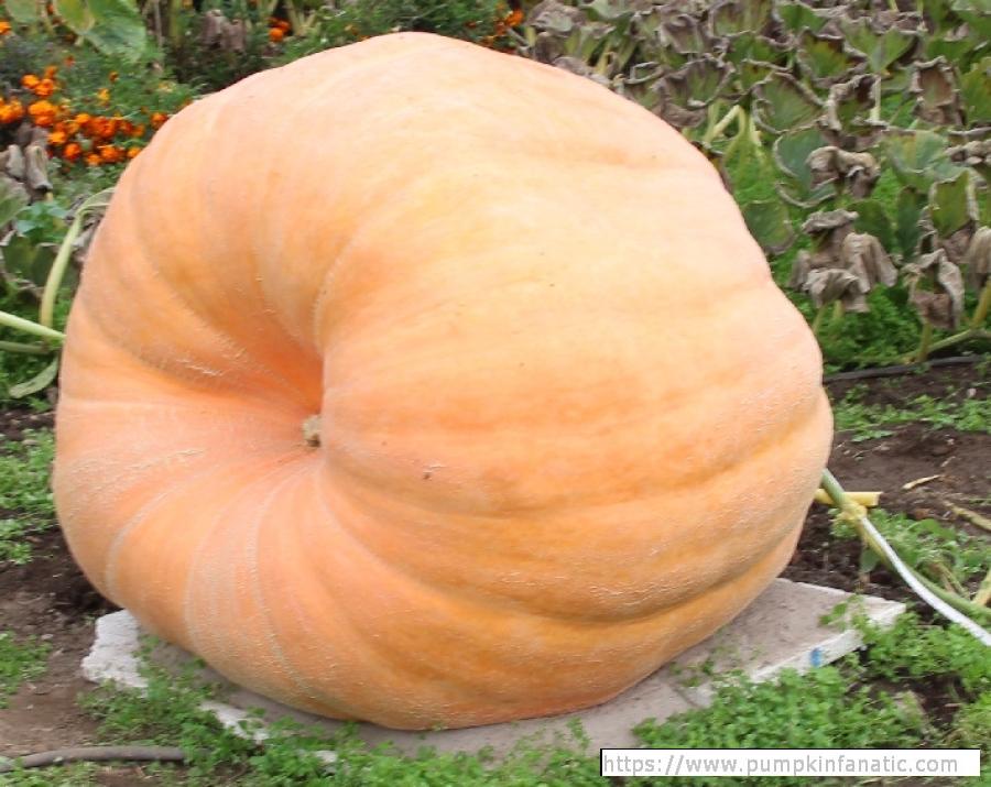 fruitImages/990.8 Wagler 2025B.jpg